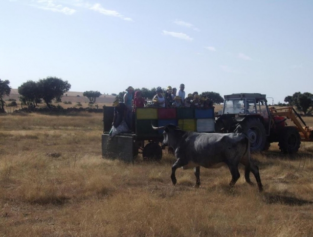 Alimentando al ganado desde el remolque